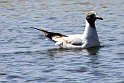 sorthovde maege IMG_4794